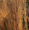 Molinia caerulea ssp. arundinacea 'Cordoba'