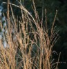 Molinia caerulea ssp. arundinacea 'Cordoba'