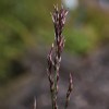 Molinia caerulea ssp. arundinacea 'Mostenveld'