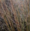 Molinia caerulea ssp. arundinacea 'Transparent'