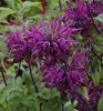 Monarda 'Westacre Purple'