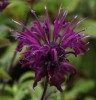 Monarda 'Westacre Purple'