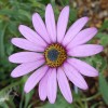 Osteospermum jucundum