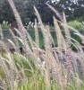 Pennisetum 'Fairy Tails'