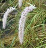 Pennisetum 'Fairy Tails'