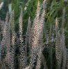 Pennisetum 'Fairy Tails'