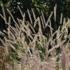 Pennisetum macrourum