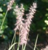 Pennisetum orientale 'Robustum'