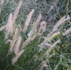 Pennisetum orientale 'Robustum'