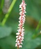 Bistorta amplexicaulis 'Alba'