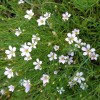 Petrorhagia saxifraga