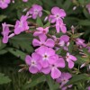 Phlox glaberrima 'Bill Baker'