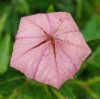 Platycodon grandiflorus 'Fuji Pink'