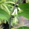 Polygonatum x hybridum 'Betburg'