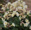 Primula 'Lady Greer'