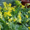 Primula veris ssp. macrocalyx