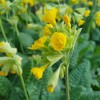 Primula veris ssp. macrocalyx