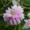 Rubus ulmifolius 'Bellidiflorus'