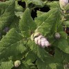 Salvia sclarea var. turkestanica