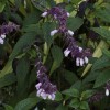 Salvia 'Waverly'