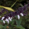 Salvia 'Waverly'