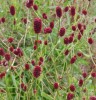 Sanguisorba officinalis CDC262