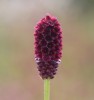 Sanguisorba officinalis CDC262