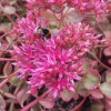 Sedum spurium 'Schorbuser Blut'