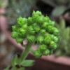Sempervivum octopodes var. apetalum