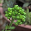 Sempervivum octopodes var. apetalum