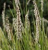 Sesleria autumnalis