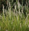 Sesleria autumnalis