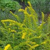 Solidago rugosa 'Fireworks'