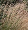 Stipa lessingiana