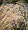 Stipa tenuissima