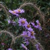 Symphyotrichum laeve 'Glow in the Dark'