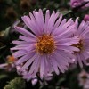 Symphyotrichum laeve 'Glow in the Dark'