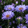 Symphyotrichum laeve 'Nightshade'