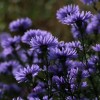 Symphyotrichum laeve 'Nightshade'