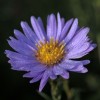 Symphyotrichum laeve 'Nightshade'