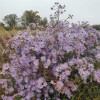 Symphyotrichum laeve 'Novemberblau'