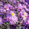 Symphyotrichum 'Prairie Purple'