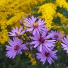 Symphyotrichum 'Prairie Purple'