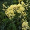 Thalictrum flavum ssp. glaucum