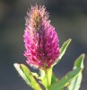 Trifolium rubens