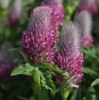 Trifolium rubens