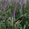 Veronicastrum 'Adoration'