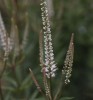 Veronicastrum virginicum 'Diane'