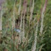 Veronicastrum virginicum 'Diane'