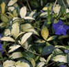 Vinca minor 'Illumination'